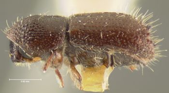 Media type: image;   Entomology 1296 Aspect: habitus lateral view
